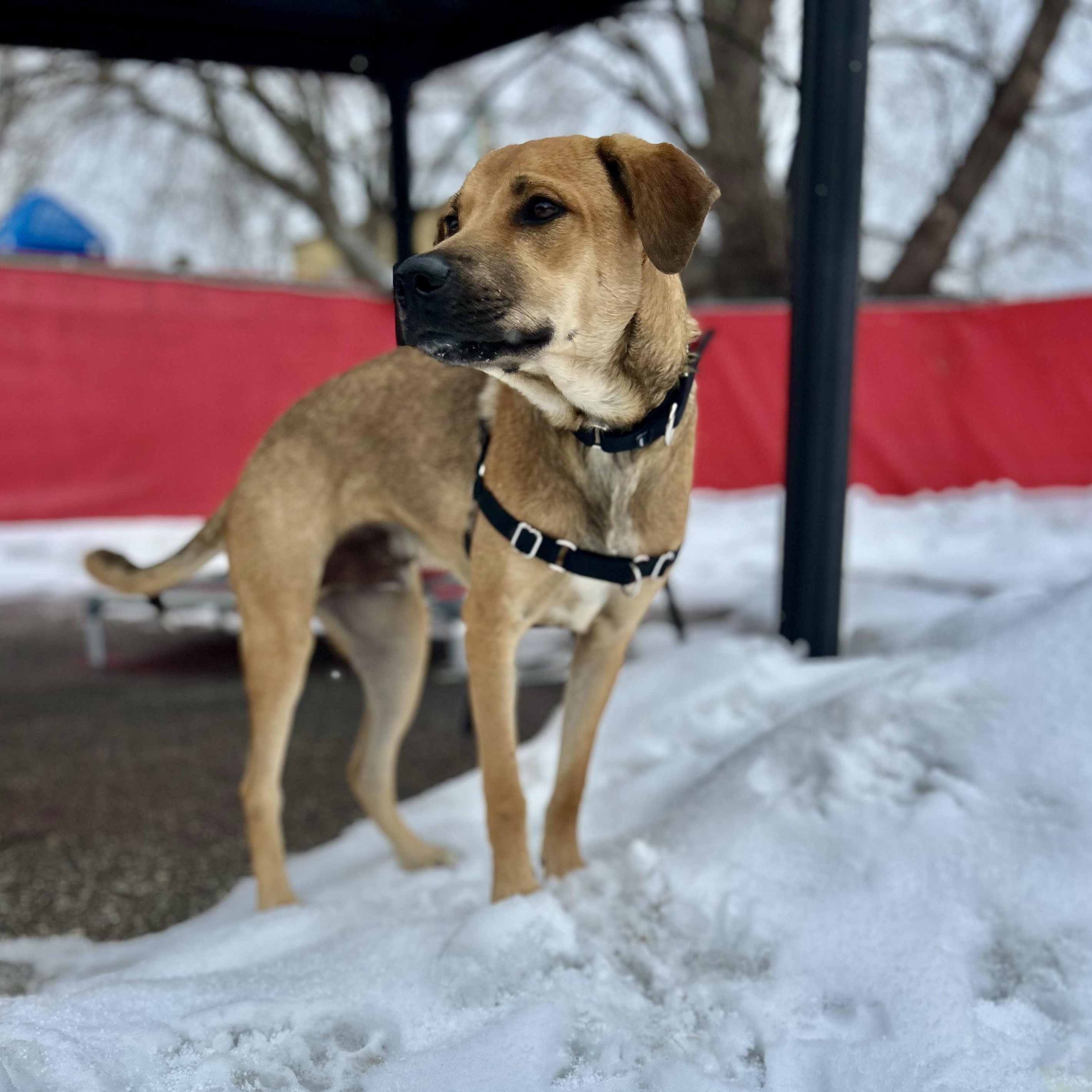 Enlarge Perrito, an adopted mixed breed in Toronto, ON image 4/5