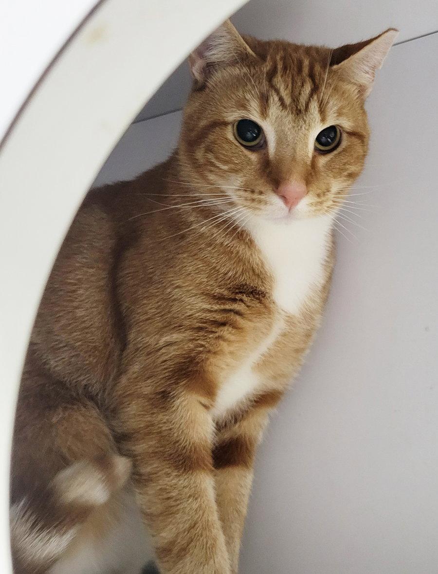 Fritatta *FIV+*, Adoptable, Adult Male Domestic Short Hair & Tabby.