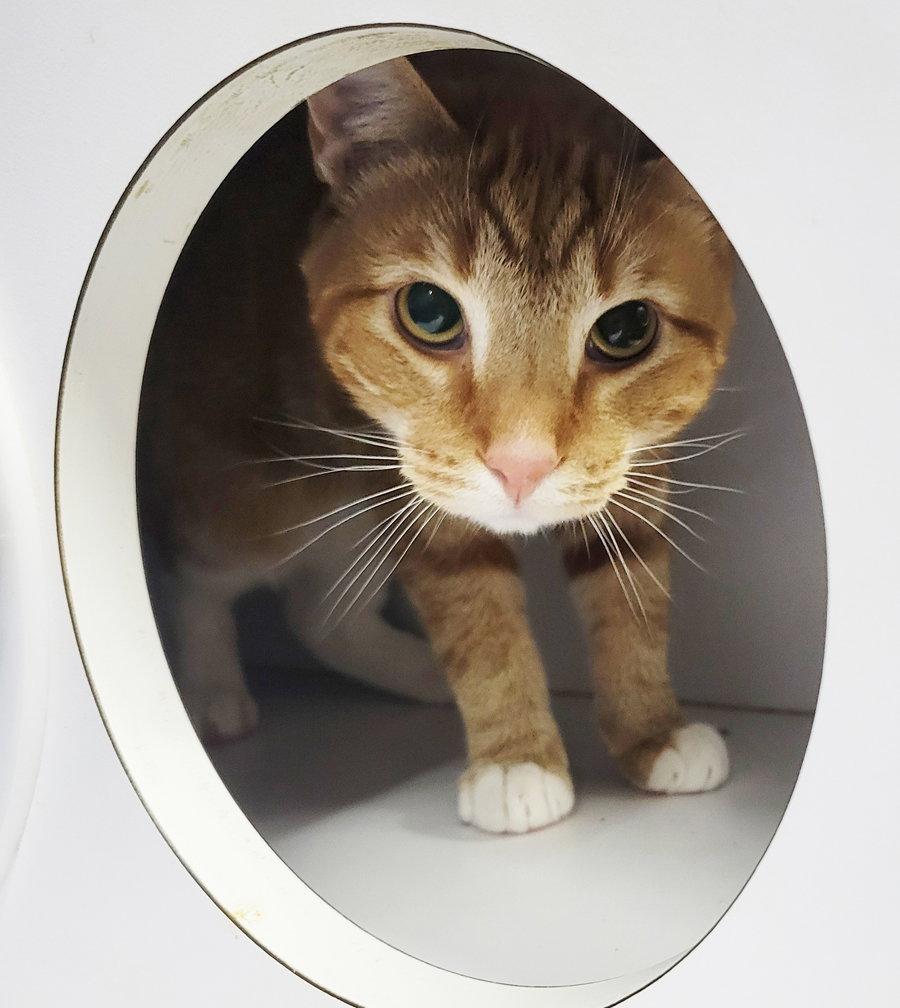 Enlarge Fritatta *FIV+*, a Adoptable mixed breed in Cuyahoga Falls, OH image 2/3