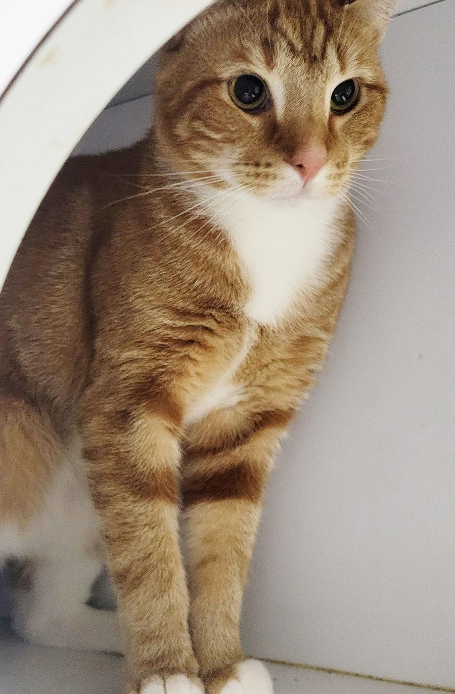 Enlarge Fritatta *FIV+*, a Adoptable mixed breed in Cuyahoga Falls, OH image 3/3