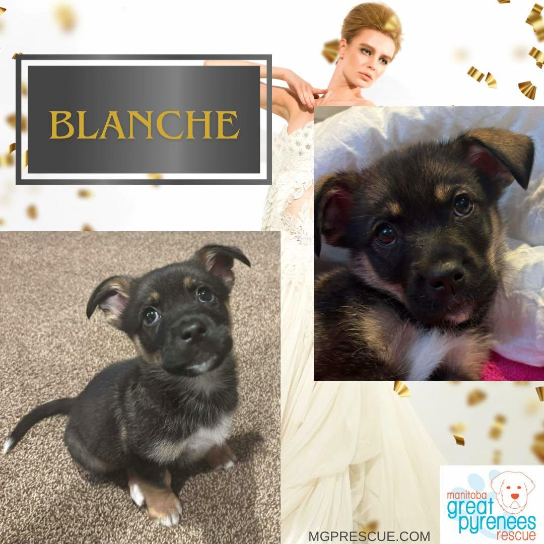 Enlarge Blanche, an adopted mixed breed in New Bothwell, MB image 1/1