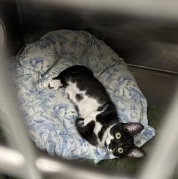 Tuxedo Mask, Baby Female Domestic Short Hair