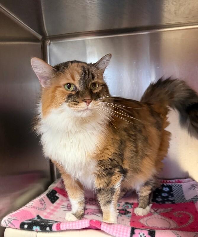 Sweet Sally Sugar, Adoptable, Senior Female Domestic Long Hair.