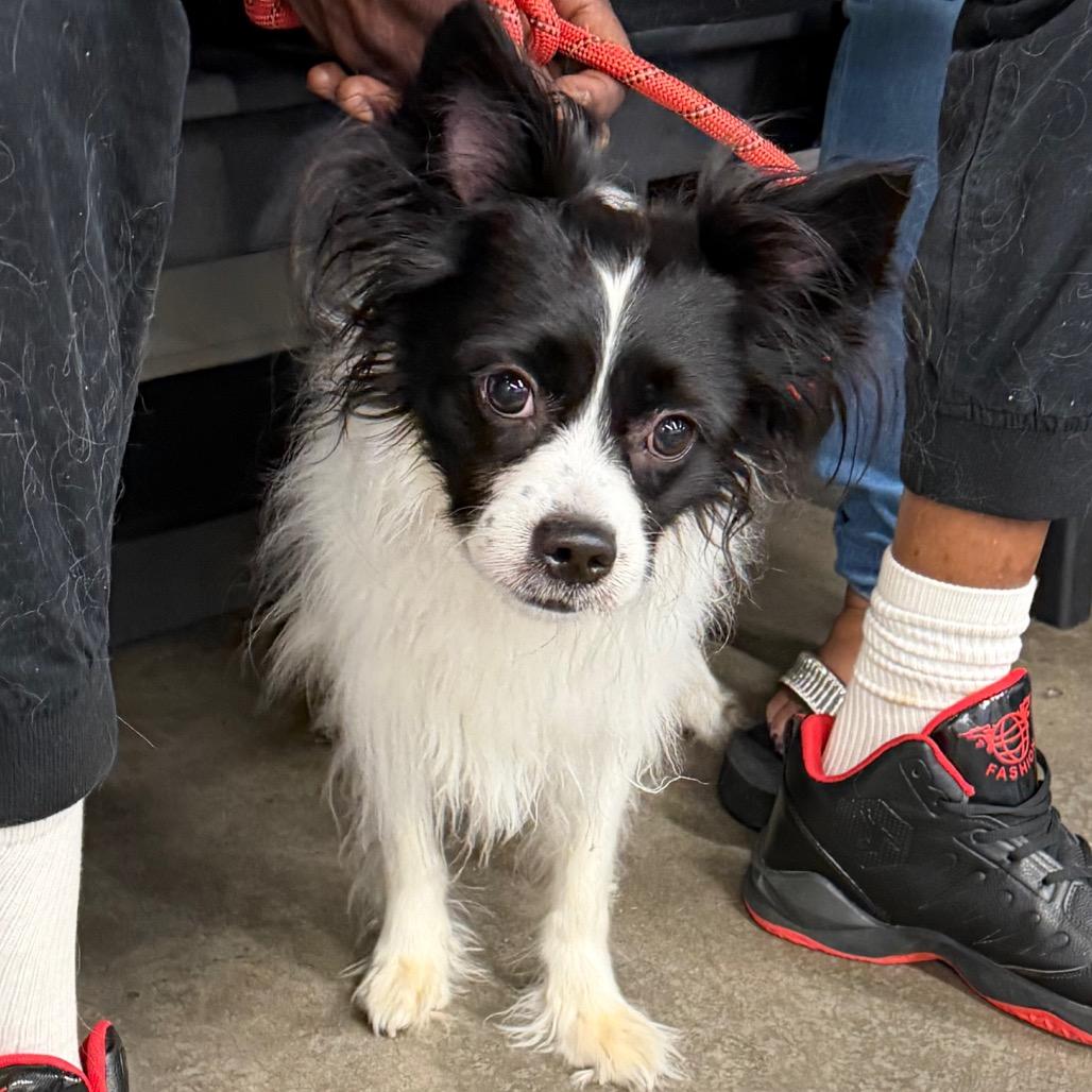 Enlarge Micah, a Adoptable mixed breed in Tampa, FL image 1/1