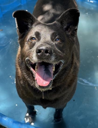Jones, Adoptable, Senior Male Shepherd & Mixed Breed.