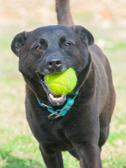 Jones, Adoptable, Senior Male Shepherd & Mixed Breed.