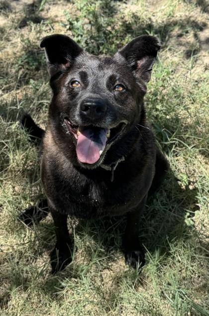 Enlarge Jones, a Adoptable mixed breed in San Antonio, TX image 1/4