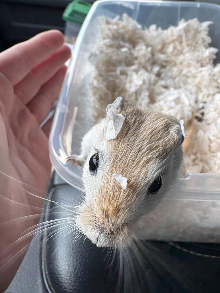 Crystal, Adoptable, Young Female Gerbil.