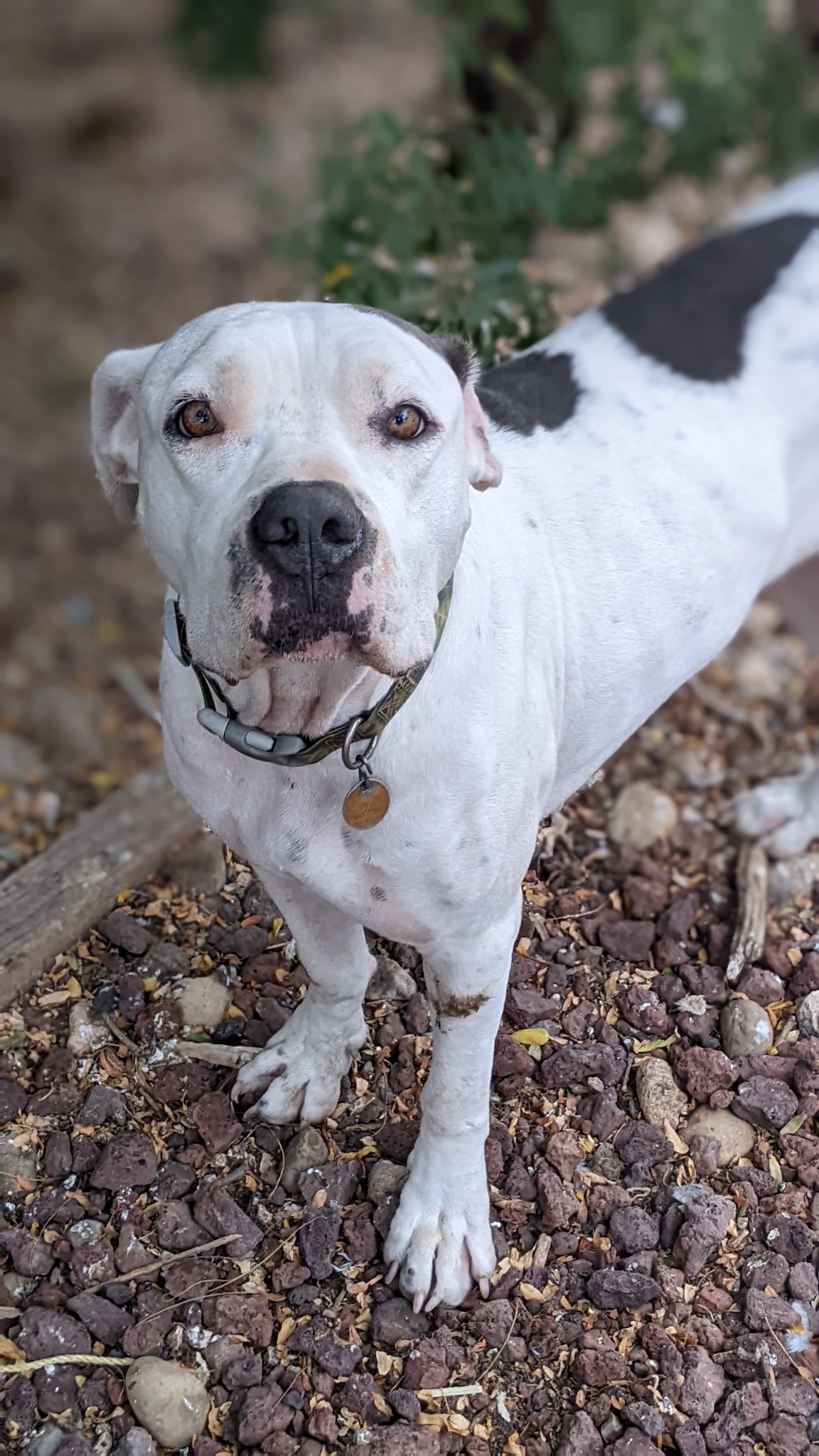 Enlarge zara, a Adoptable American Bulldog in Amarillo, TX image 1/1