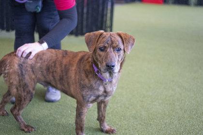 Enlarge Tyler, a Adoptable mixed breed in Bellevue, WA image 1/3