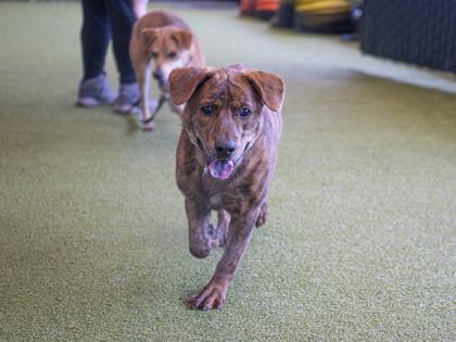 Enlarge Tyler, a Adoptable mixed breed in Bellevue, WA image 2/3
