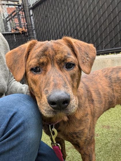 Enlarge Tyler, a Adoptable mixed breed in Bellevue, WA image 3/3