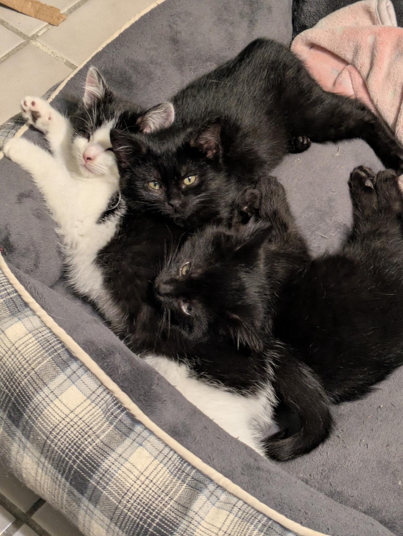 Enlarge Saffron, an adopted Domestic Medium Hair in Madison, WI image 2/6