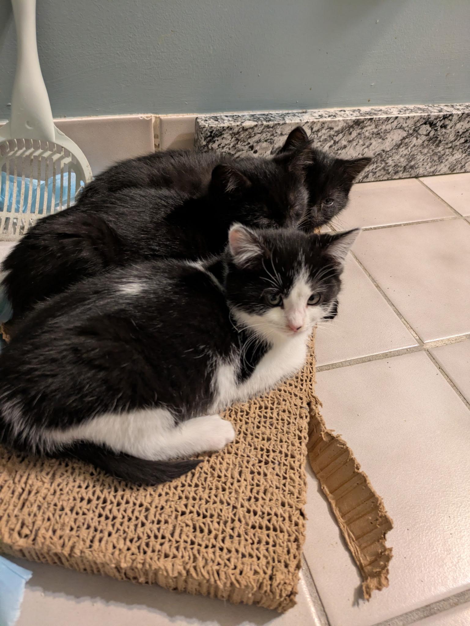 Enlarge Saffron, an adopted Domestic Medium Hair in Madison, WI image 5/6