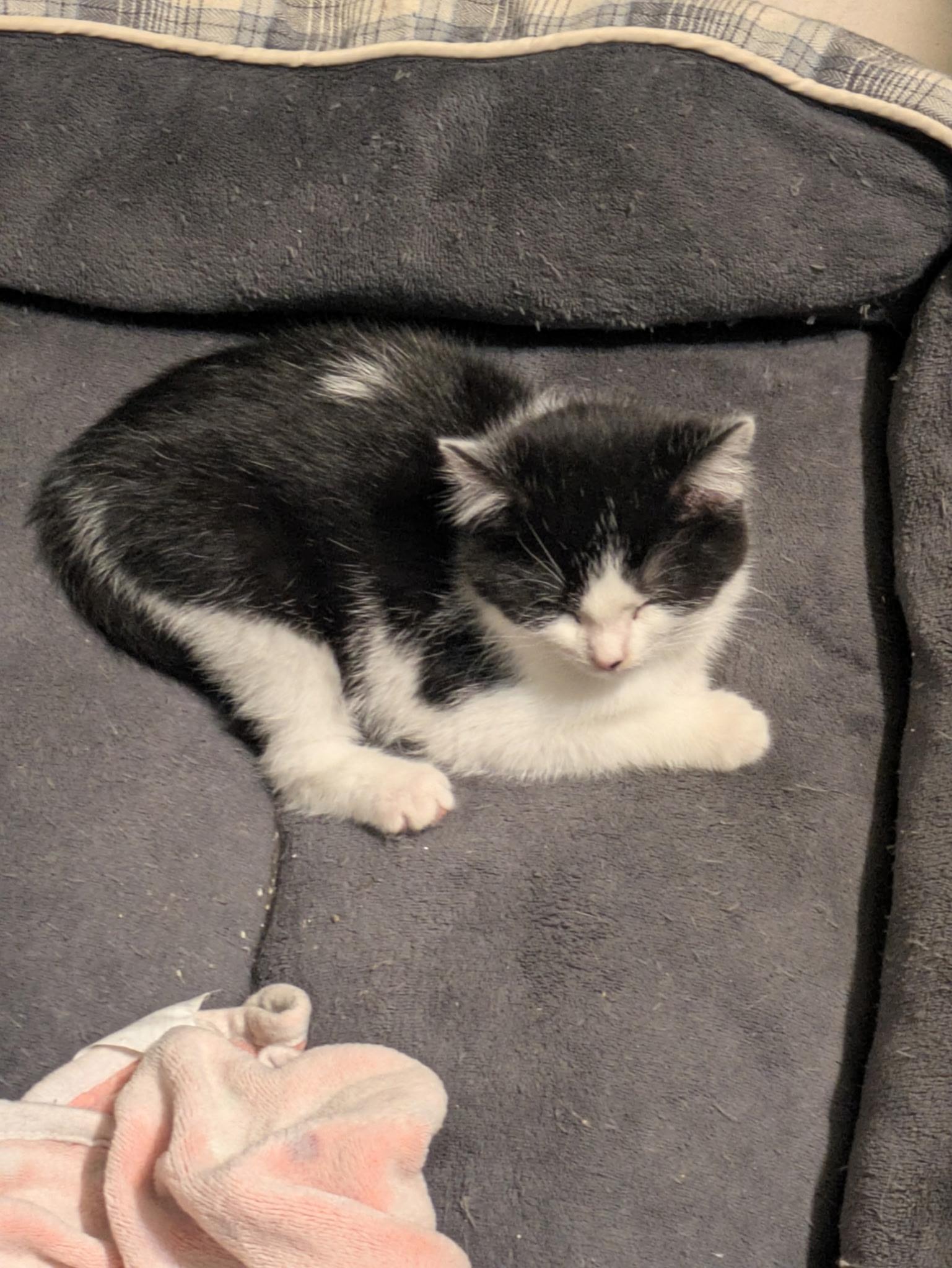 Enlarge Saffron, an adopted Domestic Medium Hair in Madison, WI image 3/6