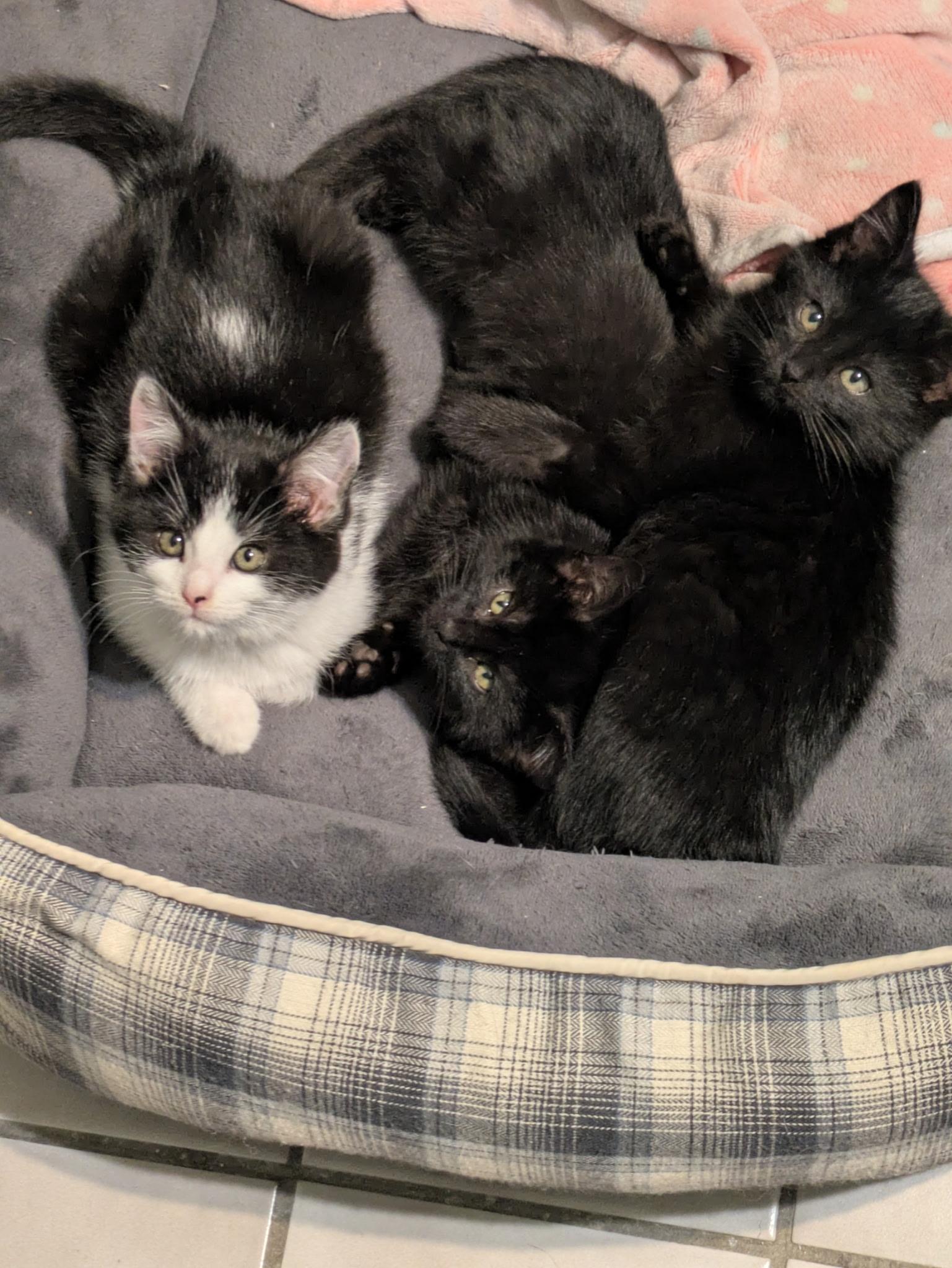 Enlarge Saffron, an adopted Domestic Medium Hair in Madison, WI image 6/6