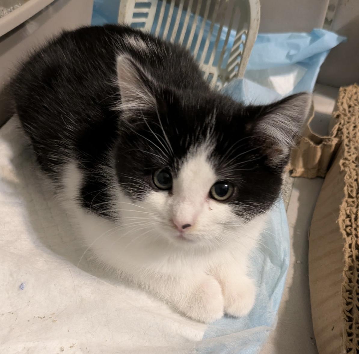 Enlarge Saffron, an adopted Domestic Medium Hair in Madison, WI image 4/6