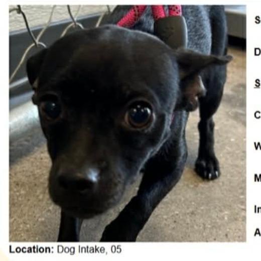 AVAILABLE 8/30 Wonder woman, a Adoptable Chihuahua in Loves Park, IL image 1/4