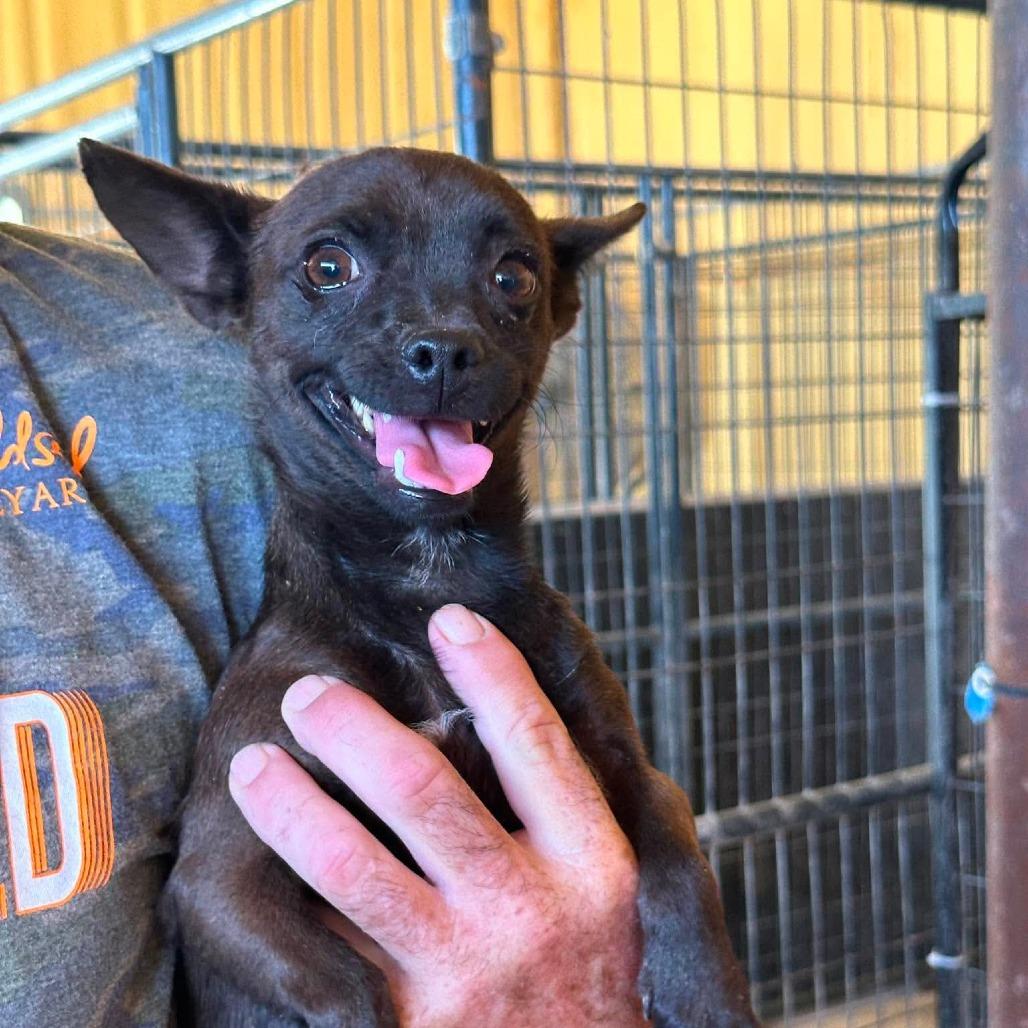 AVAILABLE 8/30 Wonder woman, a Adoptable Chihuahua in Loves Park, IL image 2/4