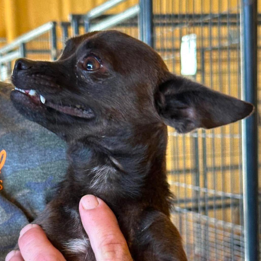 AVAILABLE 8/30 Wonder woman, a Adoptable Chihuahua in Loves Park, IL image 3/4