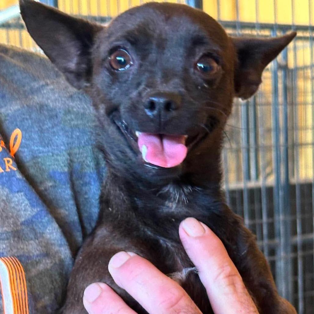 AVAILABLE 8/30 Wonder woman, a Adoptable Chihuahua in Loves Park, IL image 4/4