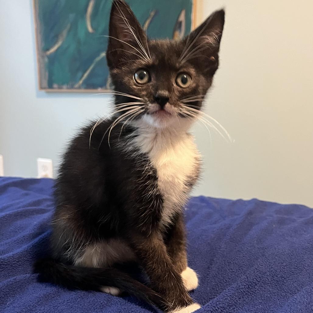 Mango, Adoptable, Young Female Domestic Short Hair.