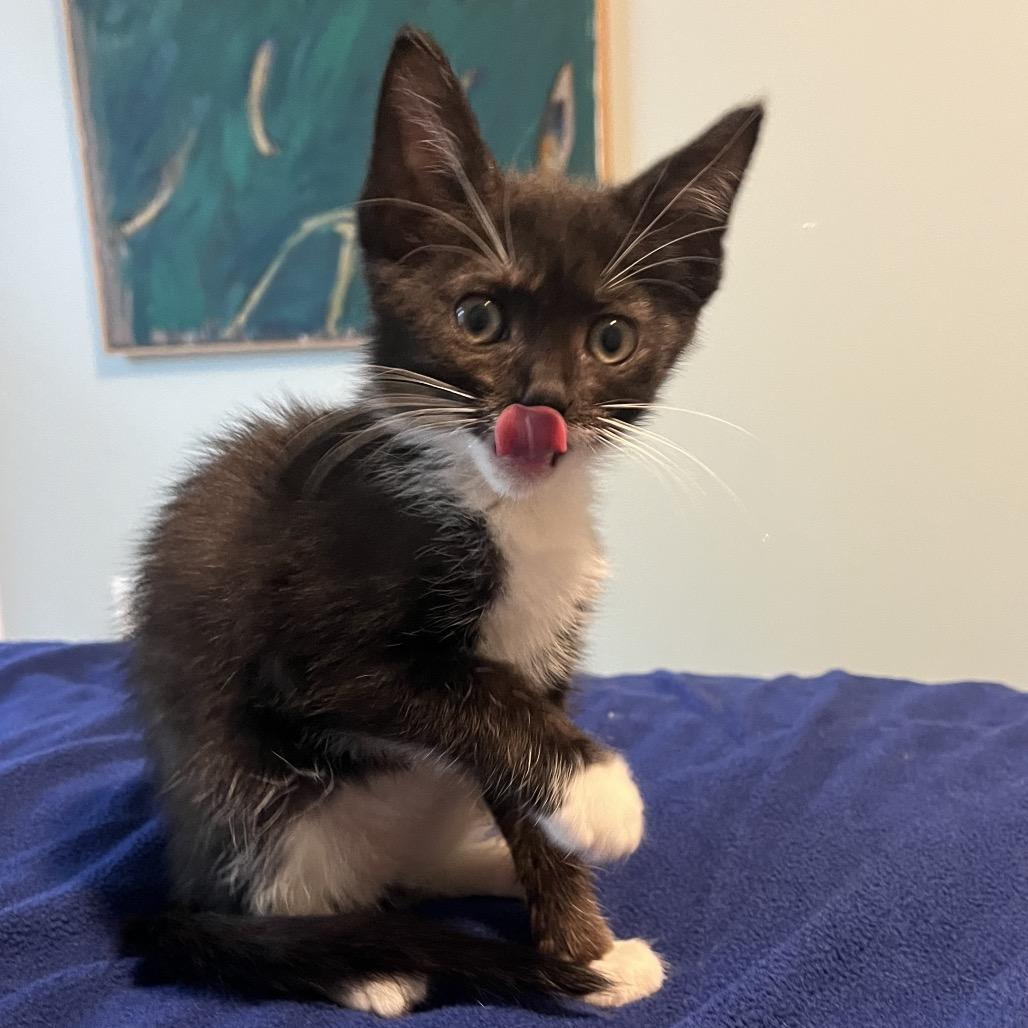 Enlarge Mango, a Adoptable Domestic Short Hair in Silver Spring, MD image 2/6