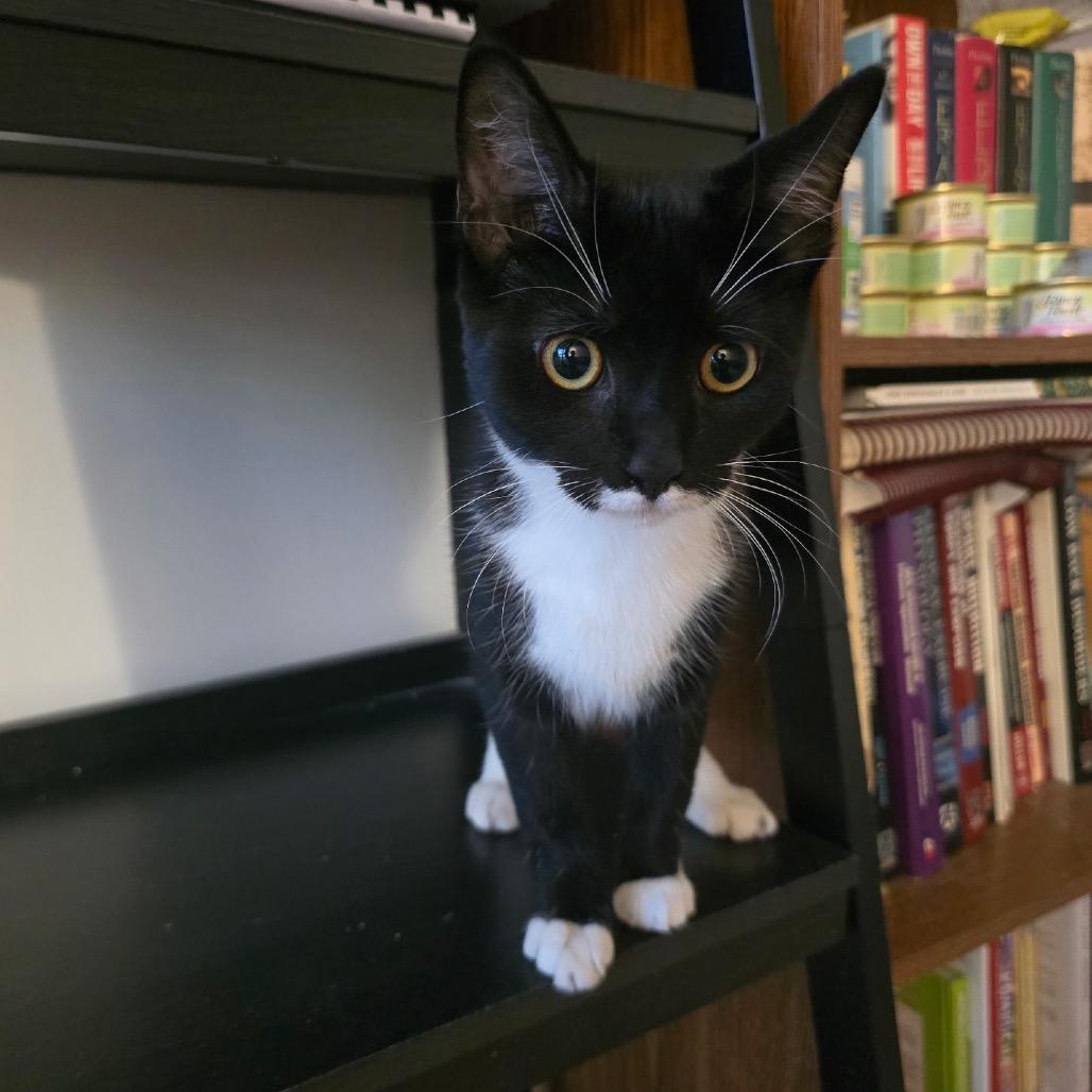 Enlarge Mango, a Adoptable Domestic Short Hair in Silver Spring, MD image 3/6