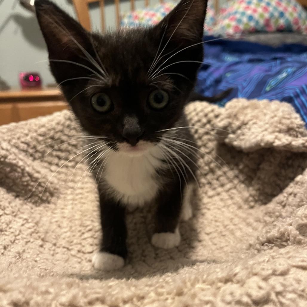 Enlarge Mango, a Adoptable Domestic Short Hair in Silver Spring, MD image 4/6