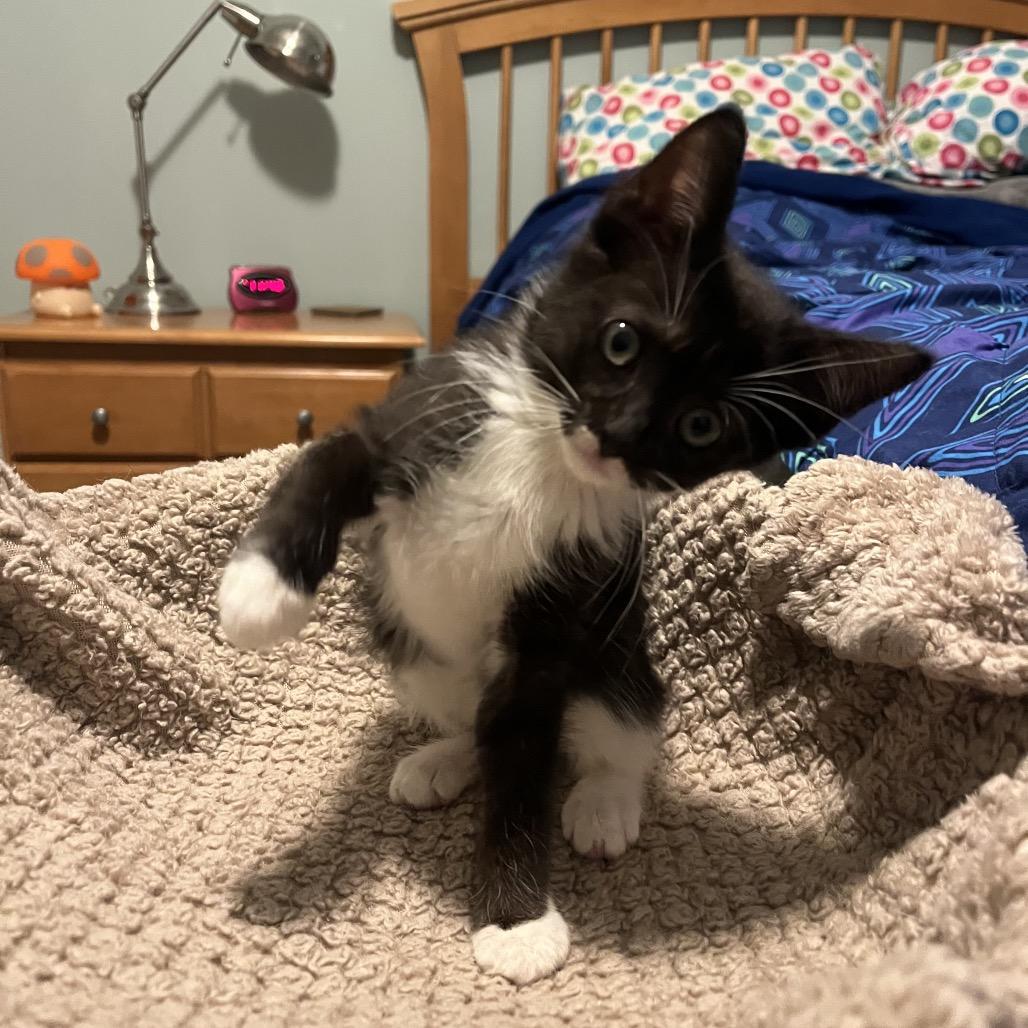 Enlarge Mango, a Adoptable Domestic Short Hair in Silver Spring, MD image 5/6