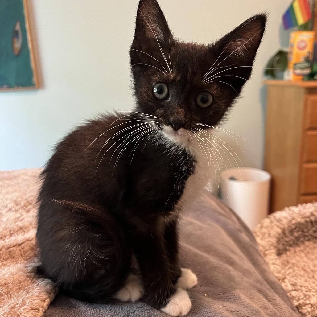 Enlarge Mango, a Adoptable Domestic Short Hair in Silver Spring, MD image 6/6