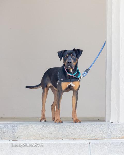 Roxy, ADOPTABLE, Young Female Rottweiler & Hound.