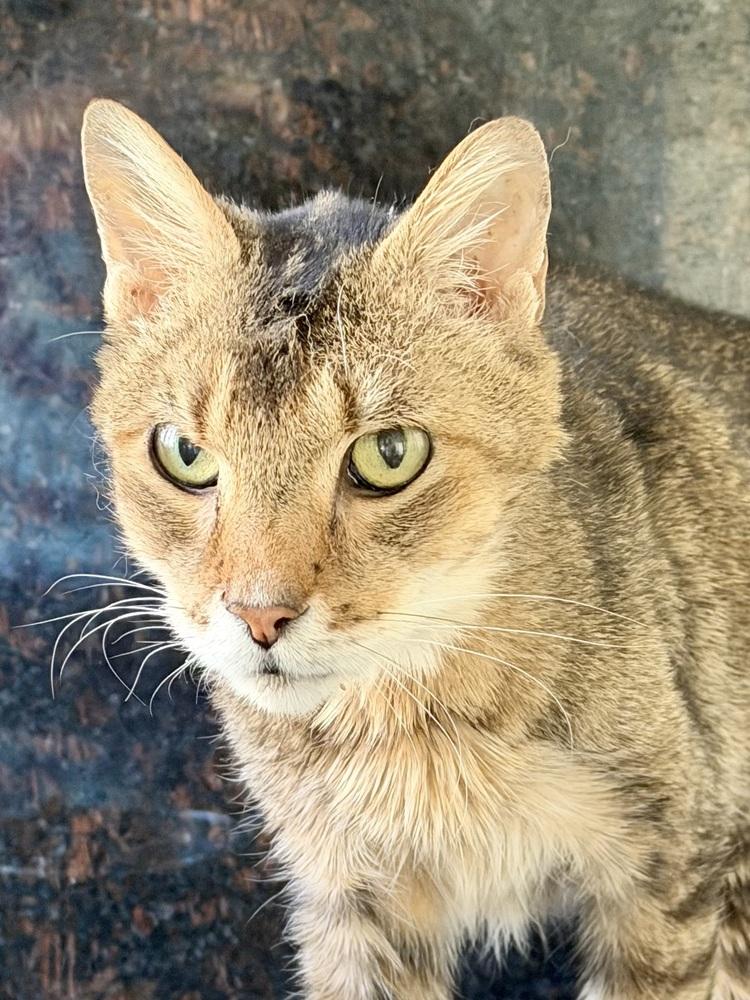 Krabby Patty Bonded Pair thumbnail 3