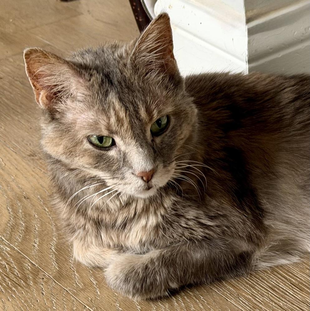 Krabby Patty Bonded Pair thumbnail 4