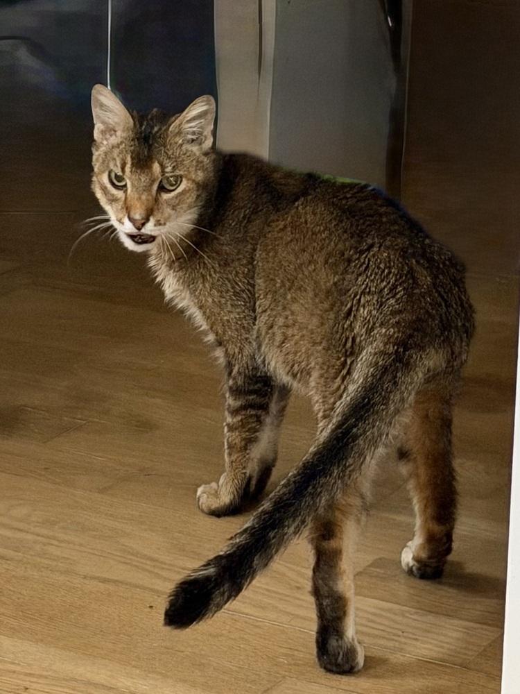 Krabby Patty Bonded Pair thumbnail 5