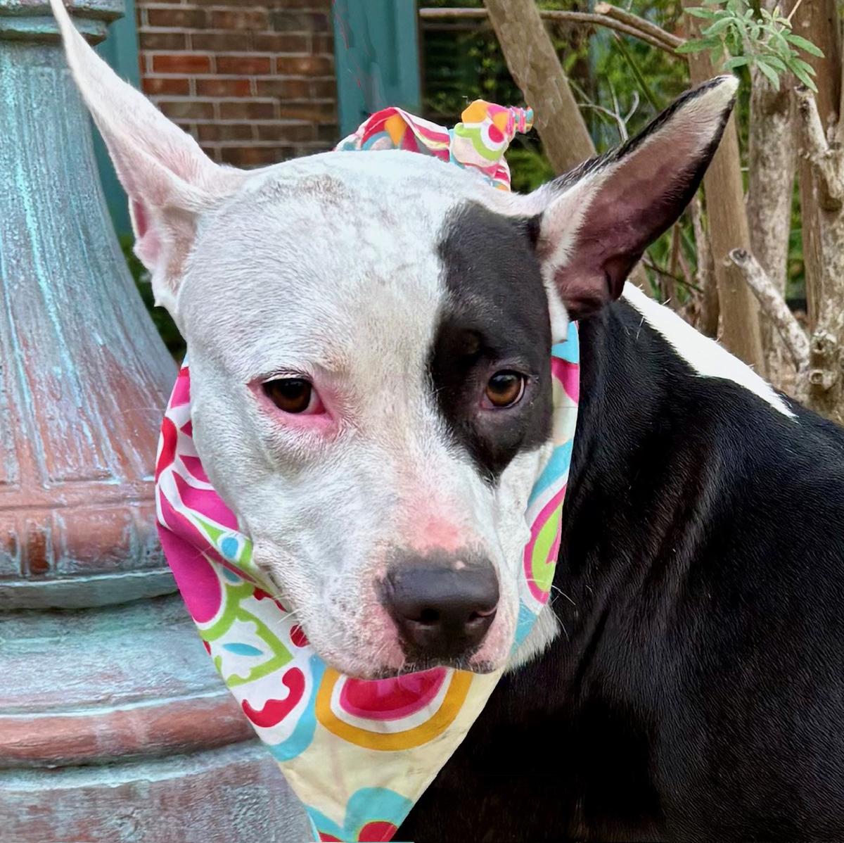 Enlarge Darling DAISY - Calm and Sweet Girl!, a Adoptable mixed breed in Roanoke, VA image 4/6