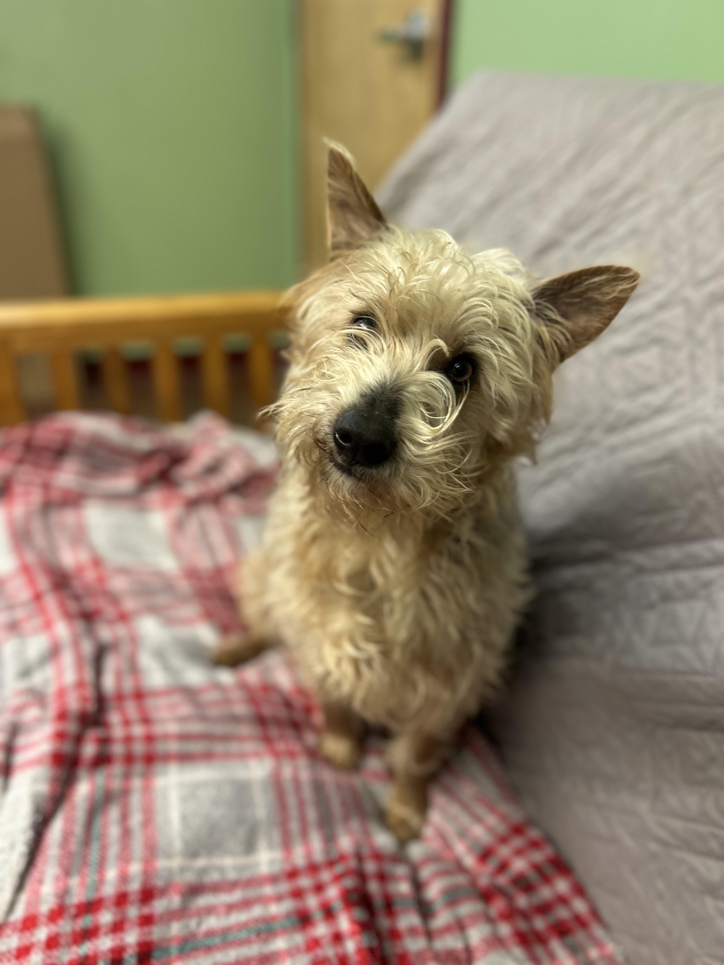 Enlarge Wheezer , a ADOPTABLE mixed breed in Howes Cave, NY image 2/3