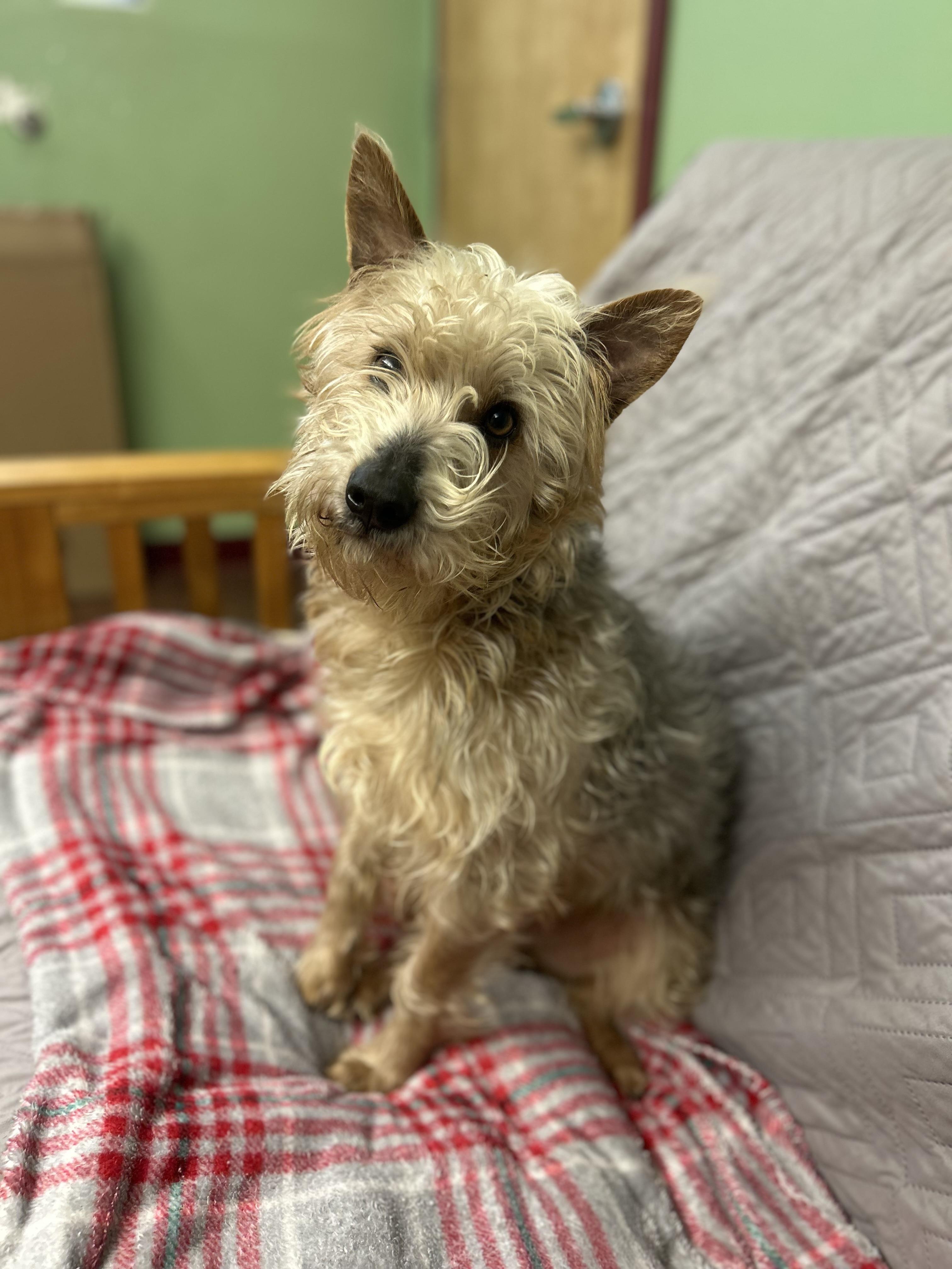 Enlarge Wheezer , a ADOPTABLE mixed breed in Howes Cave, NY image 1/3