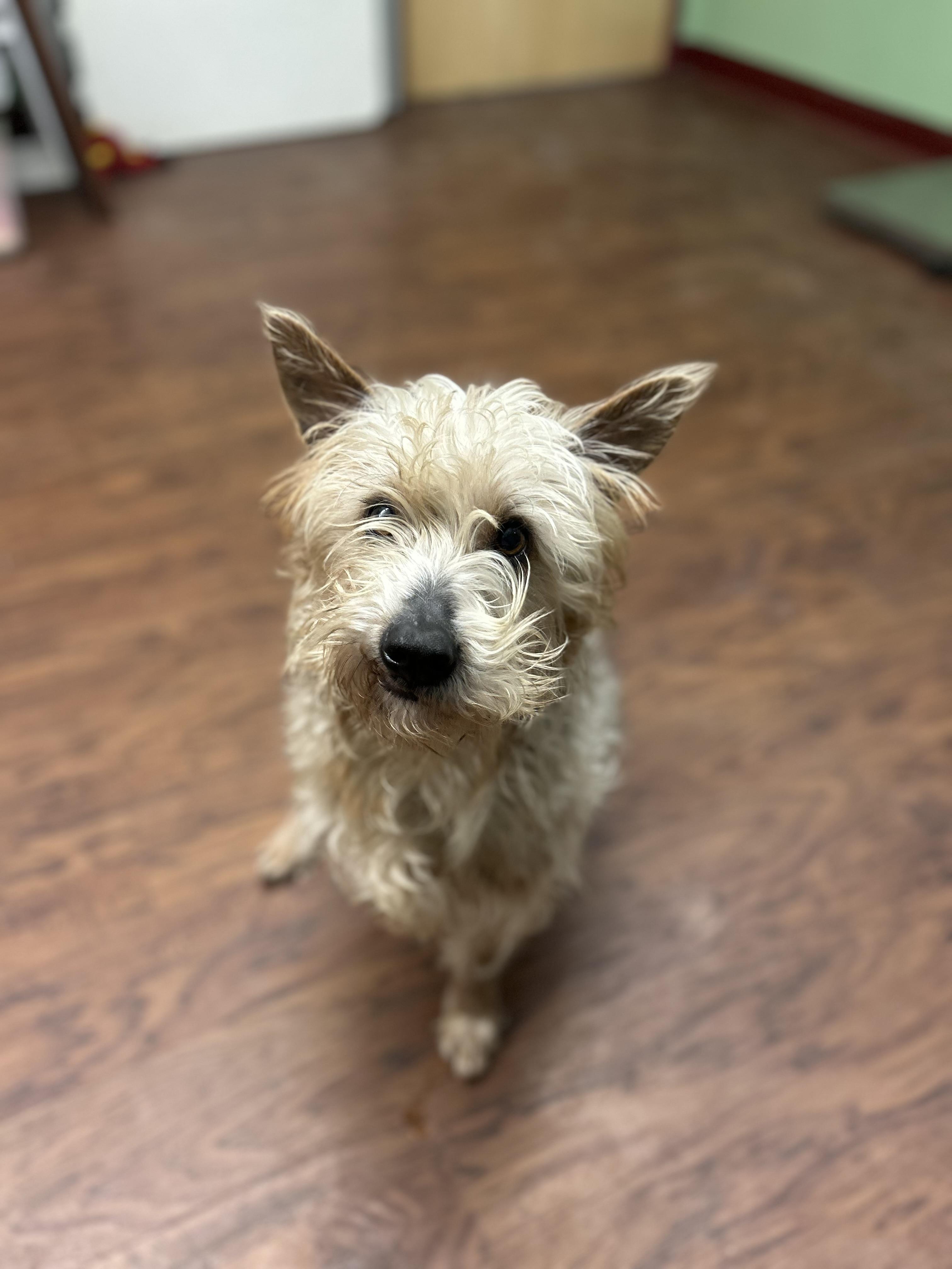 Enlarge Wheezer , a ADOPTABLE mixed breed in Howes Cave, NY image 3/3