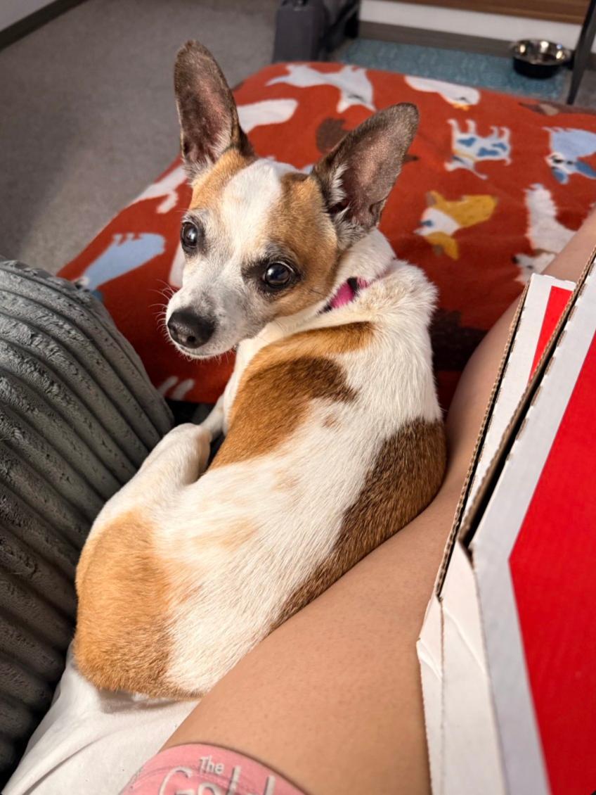 Opal, Adoptable, Adult Female Chihuahua & Terrier.
