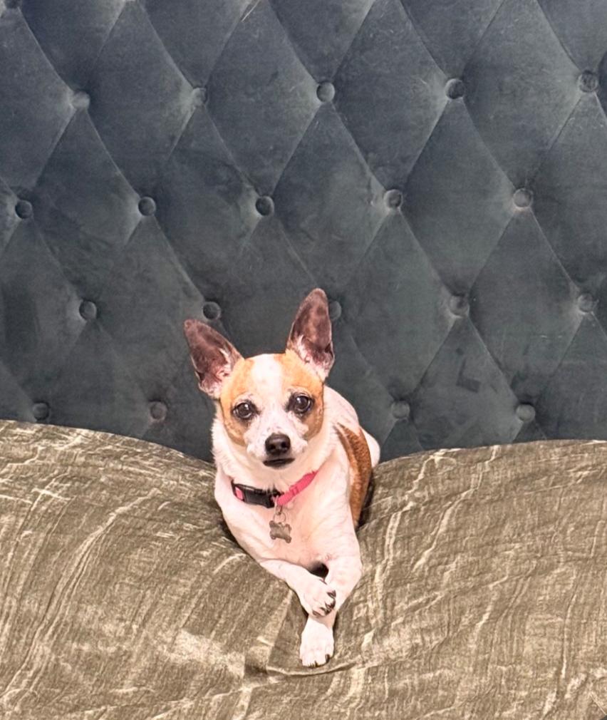Enlarge Opal, a Adoptable mixed breed in Sioux Falls, SD image 2/3