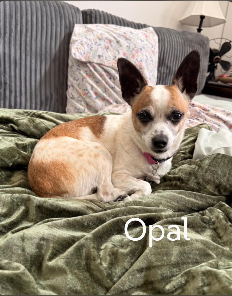 Enlarge Opal, a Adoptable mixed breed in Sioux Falls, SD image 3/3