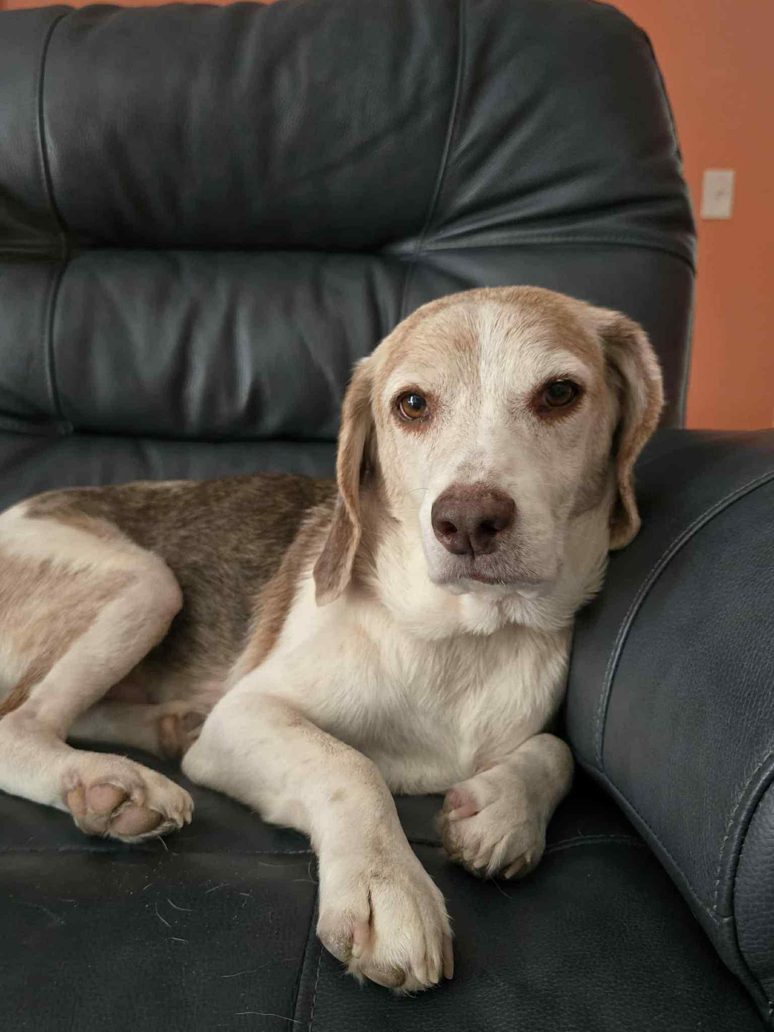 Enlarge Rusty Dusty, a Adopted Beagle in Tampa, FL image 1/3