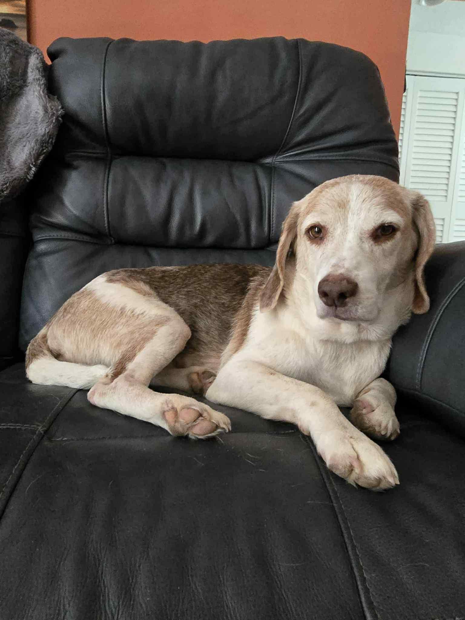 Enlarge Rusty Dusty, a Adopted Beagle in Tampa, FL image 3/3