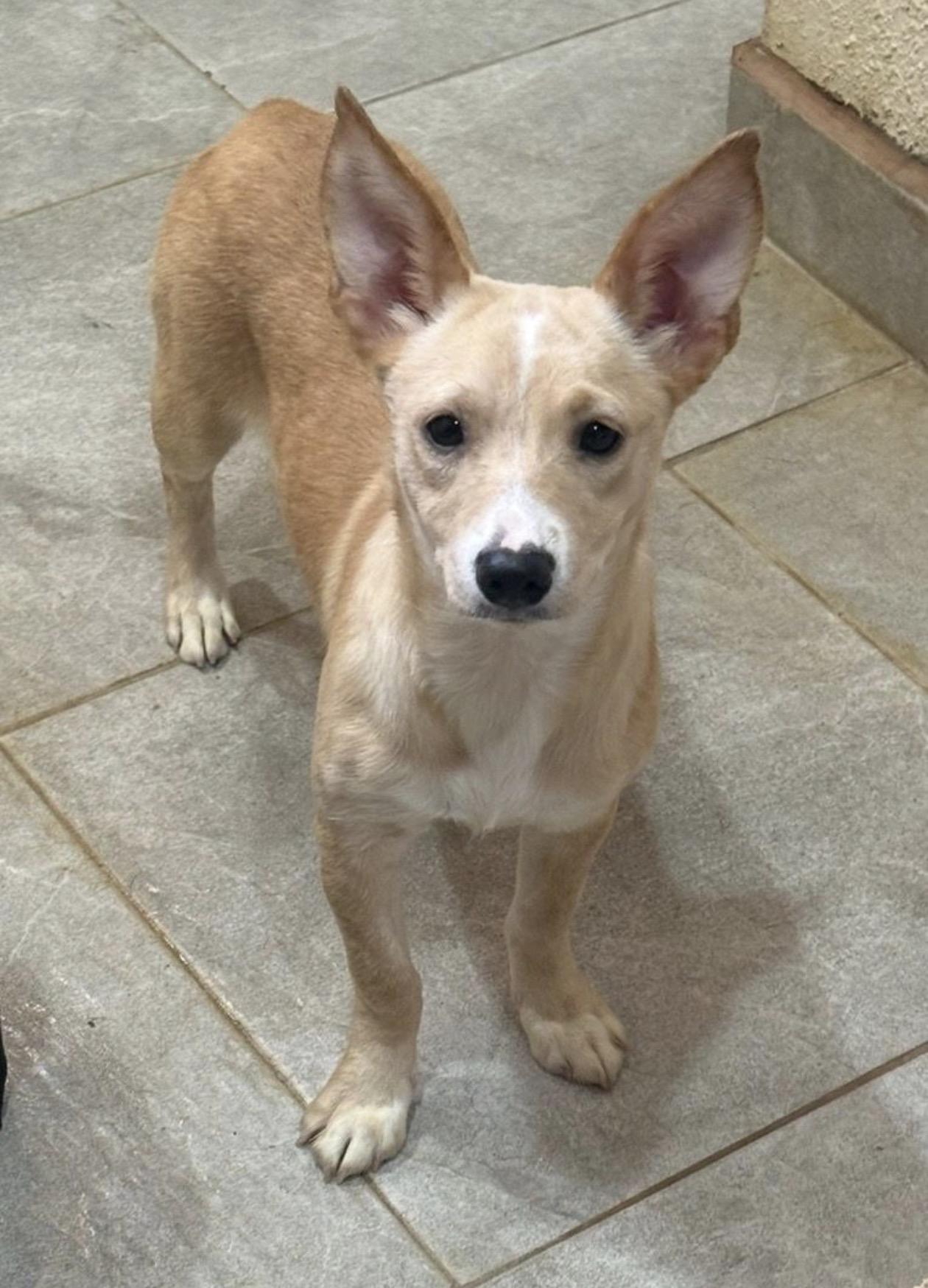 Enlarge Vanilla, a ADOPTABLE mixed breed in Oceanside, CA image 2/2