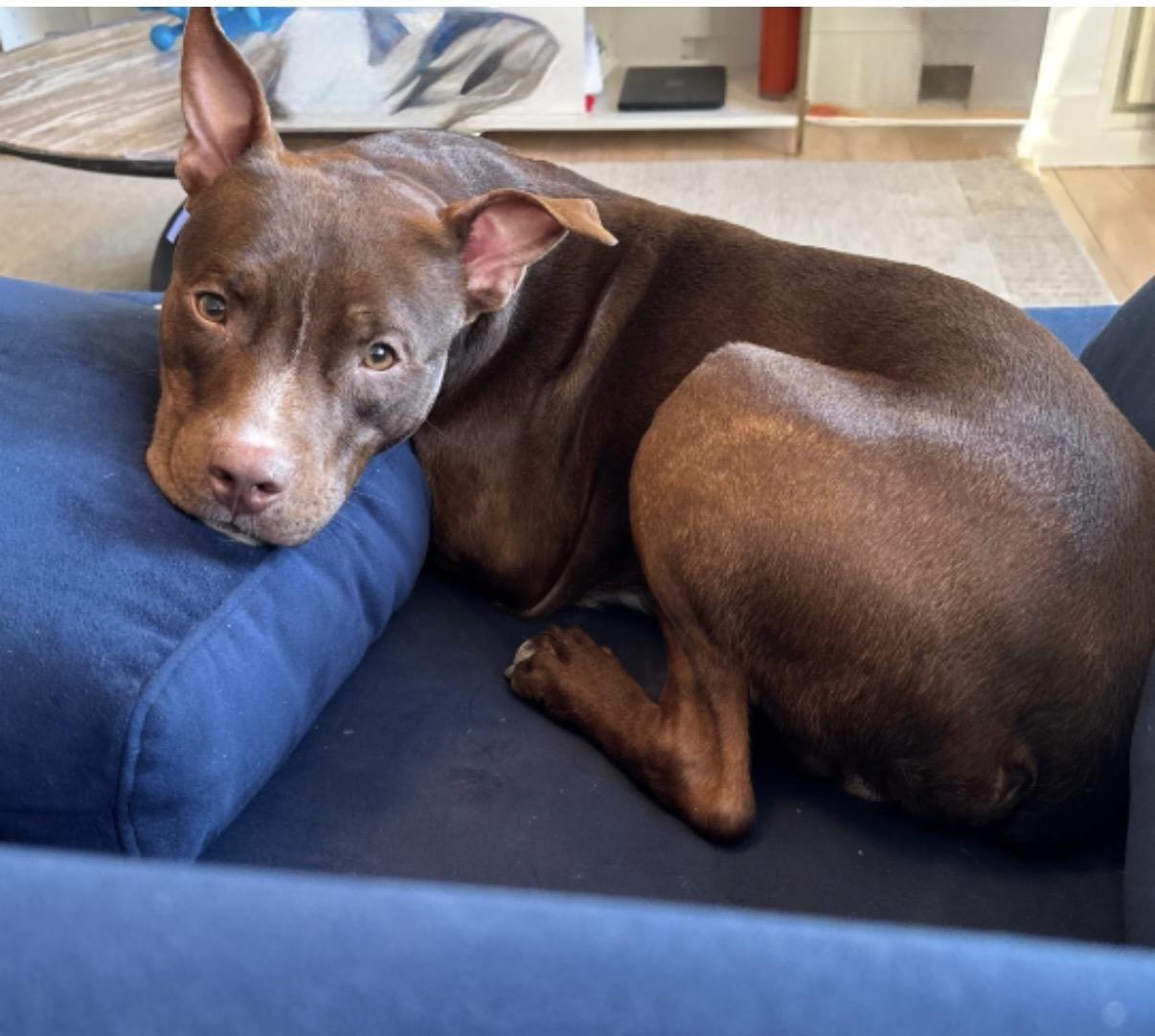 Hank, a ADOPTABLE mixed breed in Watertown, CT image 3/6