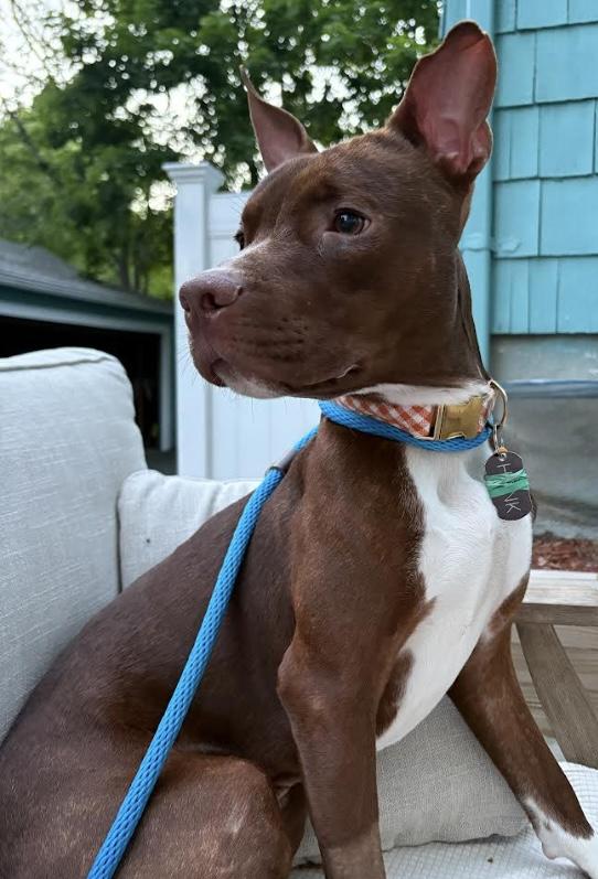 Hank, a ADOPTABLE mixed breed in Watertown, CT image 1/6