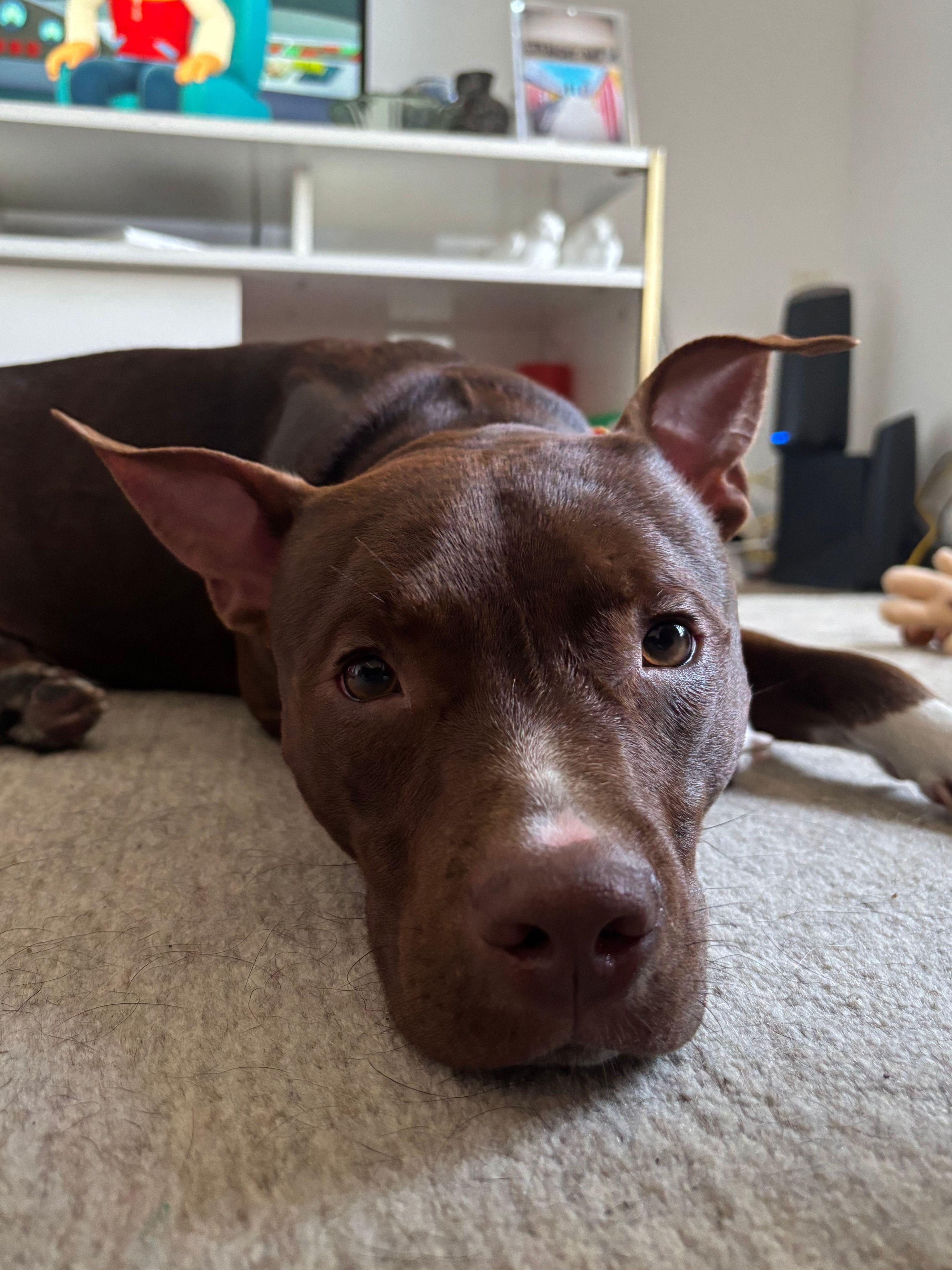 Hank, a ADOPTABLE mixed breed in Watertown, CT image 6/6