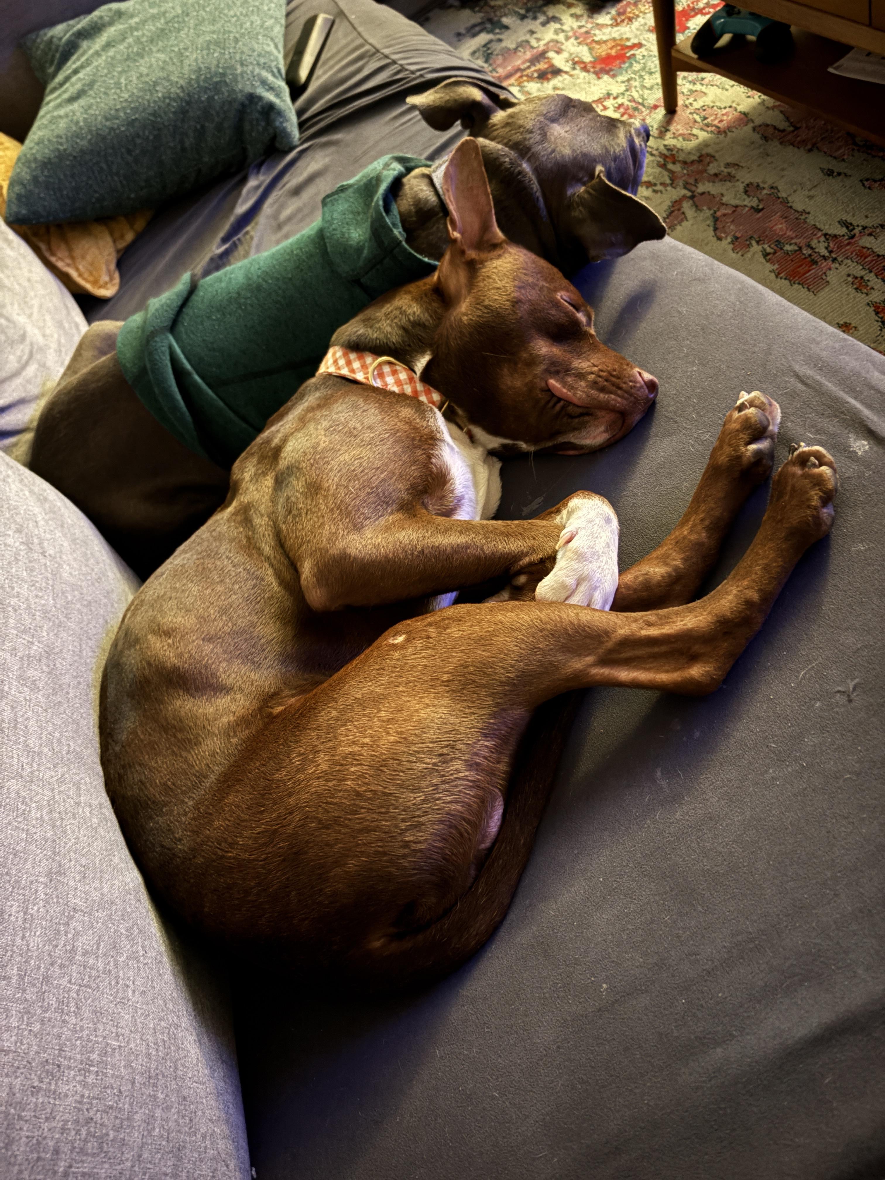 Hank, a ADOPTABLE mixed breed in Watertown, CT image 5/6