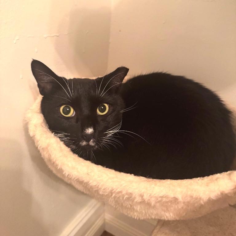 Ace, Adoptable, Young Male Domestic Short Hair.